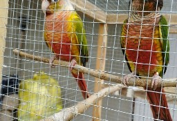 Likwidacja hodowli papugi egzotyka pilne