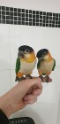  Papuga Barwinka czarnogłowa białobrzucha oswojona ręcznie karmiona 