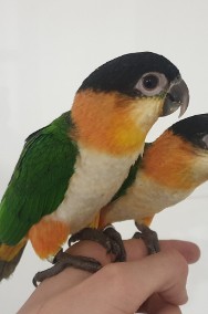  Papuga Barwinka czarnogłowa białobrzucha oswojona ręcznie karmiona -2
