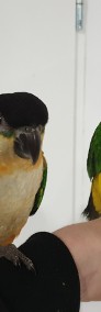  Papuga Barwinka czarnogłowa białobrzucha oswojona ręcznie karmiona -3