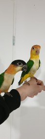  Papuga Barwinka czarnogłowa białobrzucha oswojona ręcznie karmiona -4