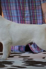 Labrador, Labradory , szczenięta FCI-2
