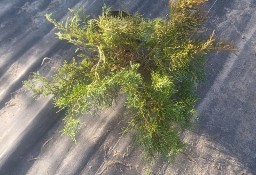 Juniperus "Old Gold" promocja!! 15zł za pojemnik c2