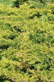 Juniperus "Old Gold" promocja!! 15zł za pojemnik c2-2