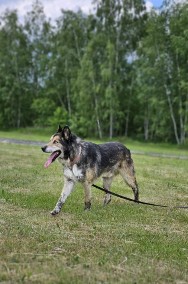  Nie tracimy nadziei - senior Nanuk szuka kochającego domu na ostatnie lata-2