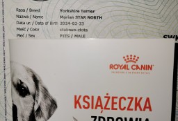 York Terrier Rodowód 
