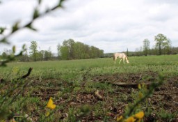 Działka rolna Boruja Nowa