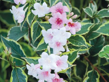Krzewuszka cudowna variegata - mocno ukwiecony na różowo krzew dekoracyjny-1