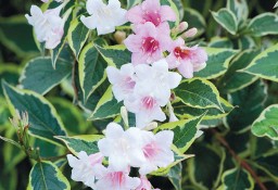 Krzewuszka cudowna variegata - mocno ukwiecony na różowo krzew dekoracyjny