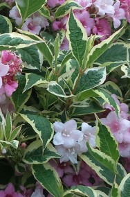 Krzewuszka cudowna variegata - mocno ukwiecony na różowo krzew dekoracyjny-2