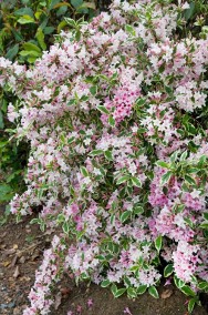 Krzewuszka cudowna variegata - mocno ukwiecony na różowo krzew dekoracyjny-3
