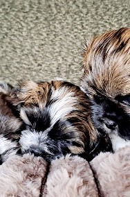 Szczeniaki shih tzu -2