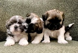 Szczeniaki shih tzu 