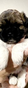 Szczeniaki shih tzu -3