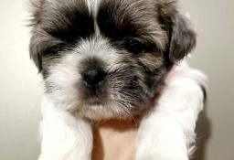 Szczeniaki shih tzu 