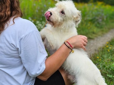 LULEK puchaty kundelek do adopcji-1