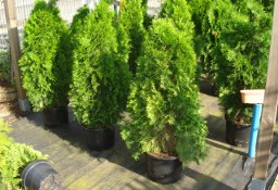 Thuja Smaragd Warszawa