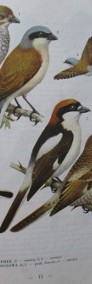 Ptaki Polski - J.Sokołowski / ptaki / atlas / fauna/las/-3