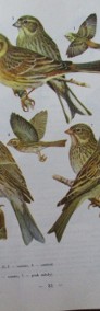 Ptaki Polski - J.Sokołowski / ptaki / atlas / fauna/las/-4