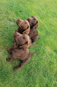 Szczeniaki Labrador czekoladowy z rodowodem -2