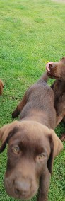 Szczeniaki Labrador czekoladowy z rodowodem -3
