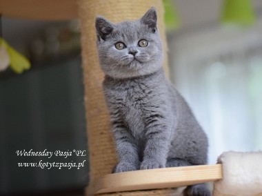Wednesday Pasja*PL, kotka brytyjska niebieska FPL/FIFE-1