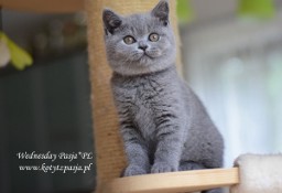 Wednesday Pasja*PL, kotka brytyjska niebieska FPL/FIFE