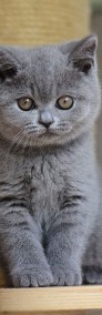 Wednesday Pasja*PL, kotka brytyjska niebieska FPL/FIFE-4