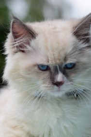  ragdoll kocurek  blue DOLAR -2