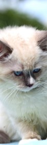  ragdoll kocurek  blue DOLAR -4