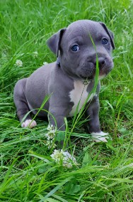 Blue Amstaff American Staffordshire Terrier-2