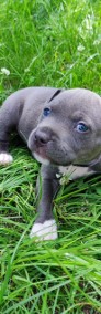 Blue Amstaff American Staffordshire Terrier-3