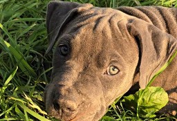 Blue Amstaff American Staffordshire Terrier