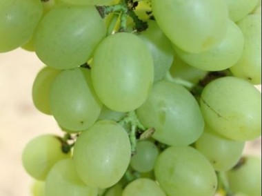 Sadzonki winorośli Największy winogron Super Extra 1,2m-1