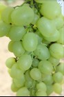 Sadzonki winorośli Największy winogron Super Extra 1,2m