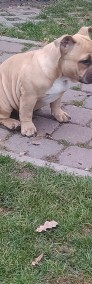 American Bully  metryka ABKC-4