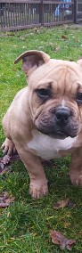 American Bully  szczeniaki metryka ABKC-4