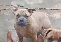 American Bully  szczeniaki metryka ABKC