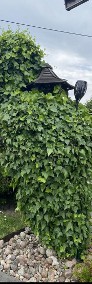 ŚCIANA BLUSZCZU hedera helix 150-180cm SADZONKA-4