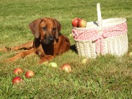 Rhodesian Ridgeback piękne szczenięta standardowe FCI.