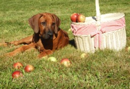 Rhodesian Ridgeback piękne szczenięta standardowe FCI.