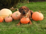 Rhodesian Ridgeback piękny samiec standardowy FCI.