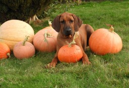 Rhodesian Ridgeback piękny samiec standardowy FCI.