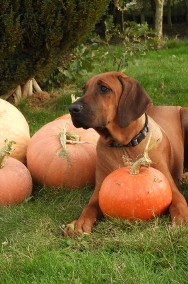 Rhodesian Ridgeback piękny samiec standardowy FCI.-2