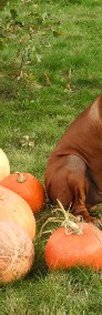 Rhodesian Ridgeback piękny samiec standardowy FCI.-4