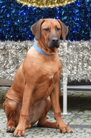 Rhodesian Ridgeback piękny samiec standardowy FCI.-2