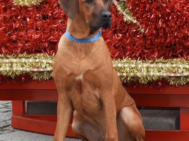 Rhodesian Ridgeback piękny samiec standardowy FCI.-1