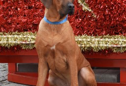 Rhodesian Ridgeback piękny samiec standardowy FCI.