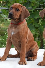 Rhodesian Ridgeback piękne szczenięta standardowe FCI.-2