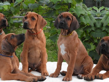 Rhodesian Ridgeback piękne szczenięta standardowe FCI.-1